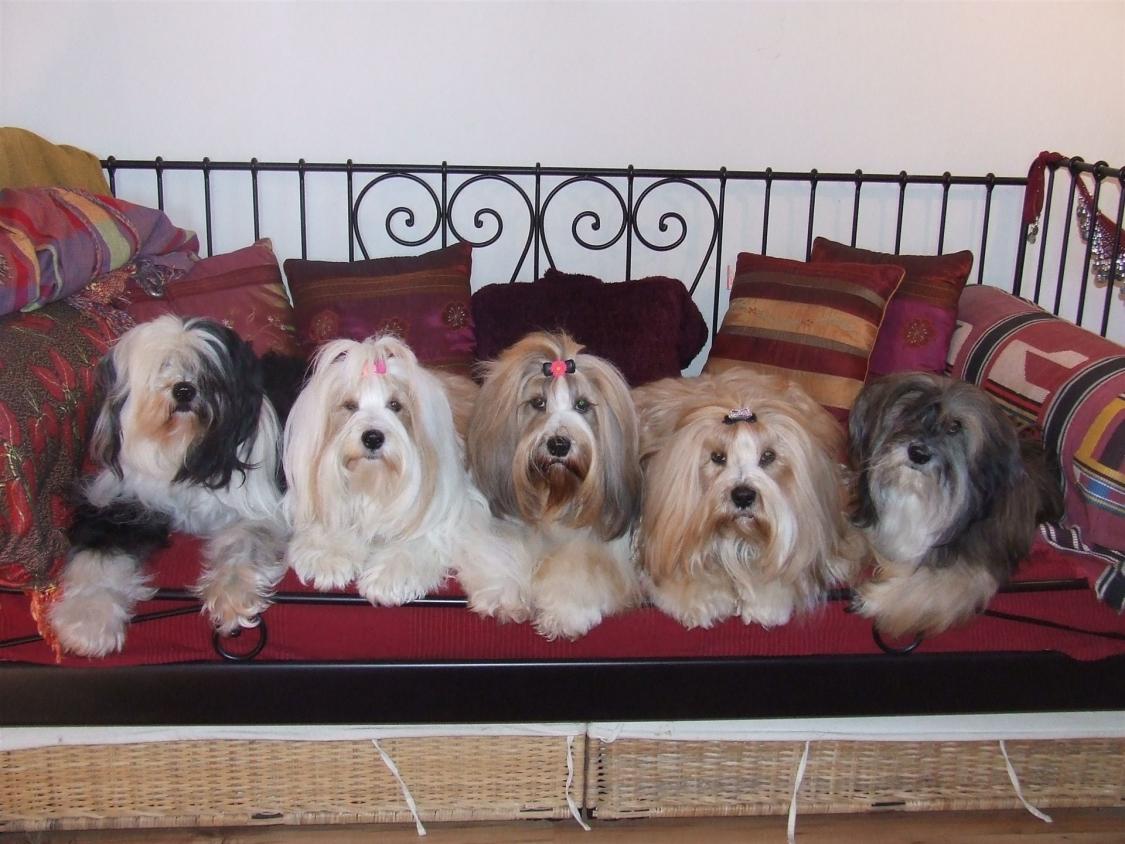 Tinghsa Bells Tibetan Terrier 0031