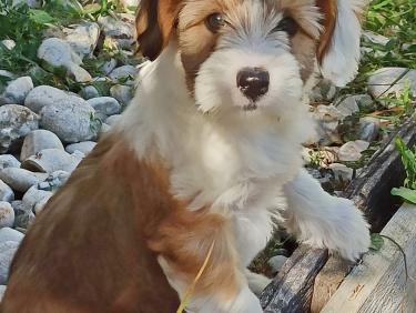 Tinghsa Bells Tibetan Terrier Hima Laya 1