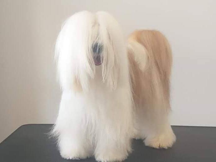 Tinghsa Bells Tibetan Terrier 000095