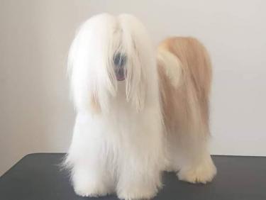 Tinghsa Bells Tibetan Terrier 000095