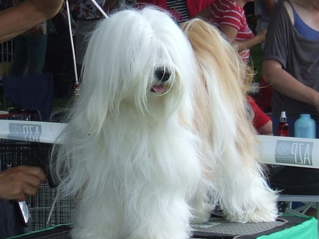 Tinghsa Bells Tibetan Terrier Szi-szi 1