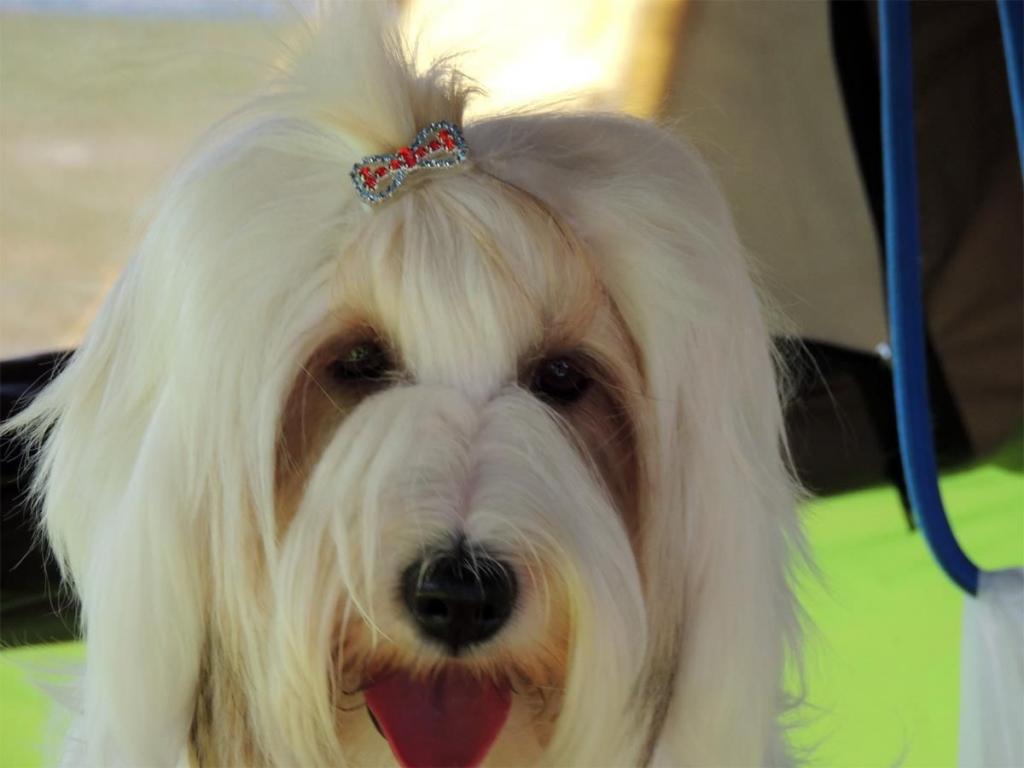 Tinghsa Bells Tibetan Terrier Szi-szi 2