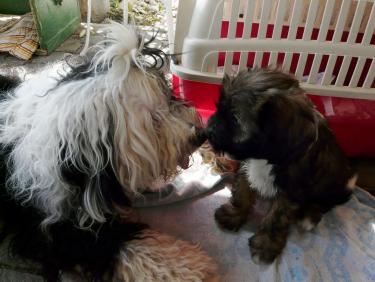 TinghsaBells_TinsaUndManu_022