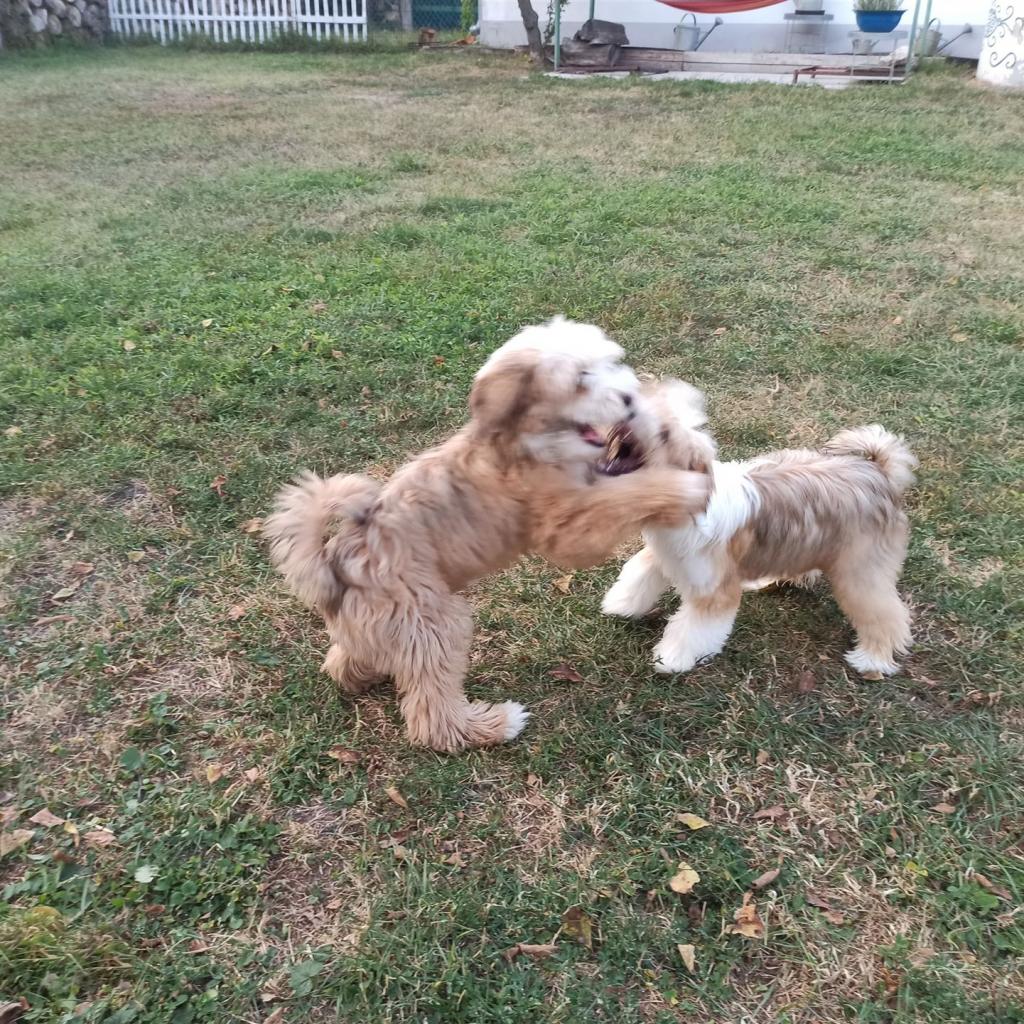 TinghsaBells_Humusz_02