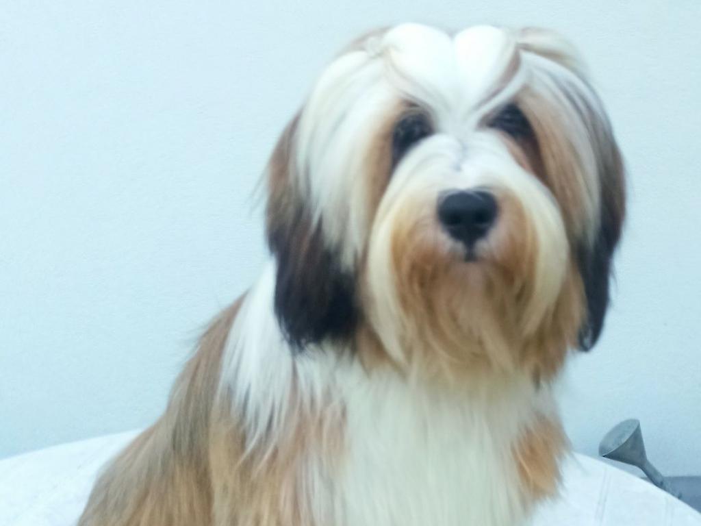 Araki Mystical Illusion 5,1