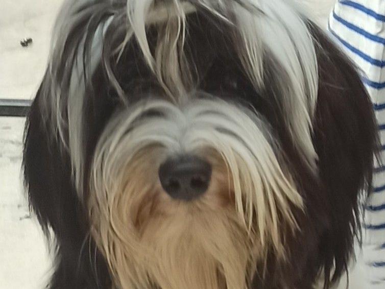 Tinghsa Bells Jolie Julie 4