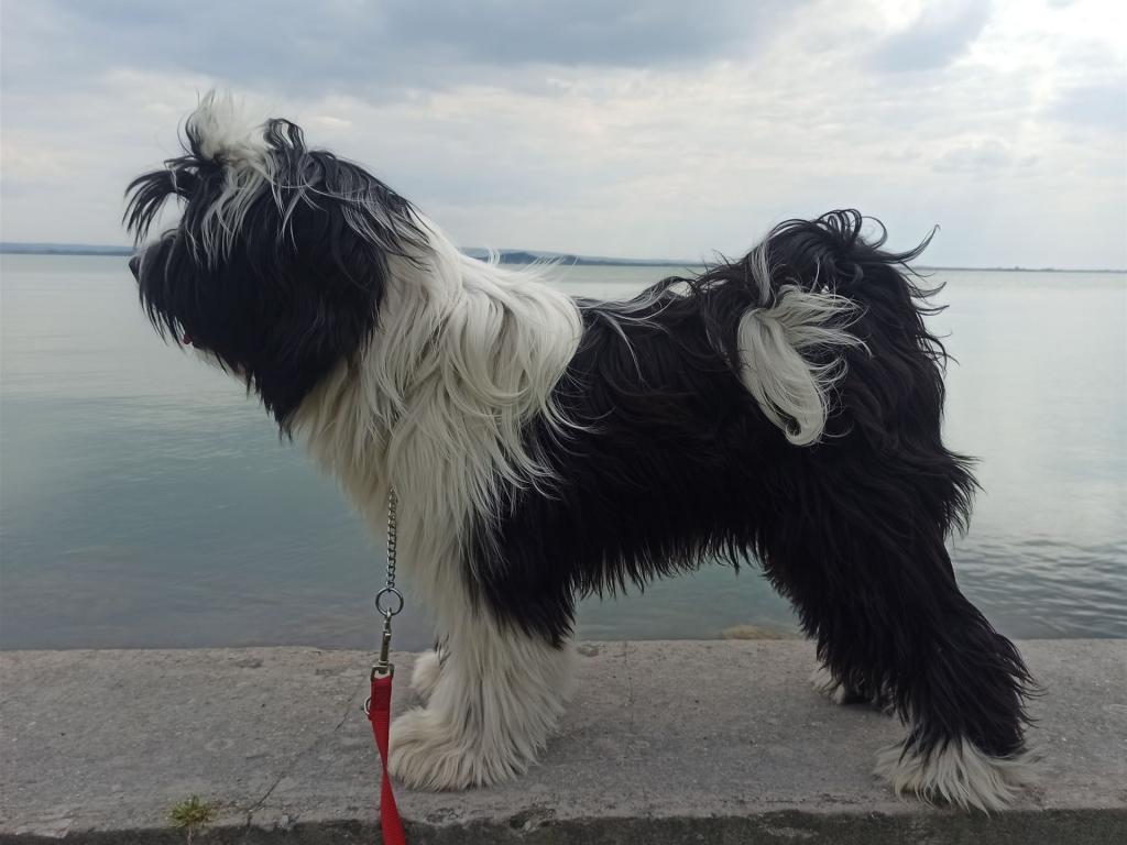 Tinghsa Bells It Girl 3