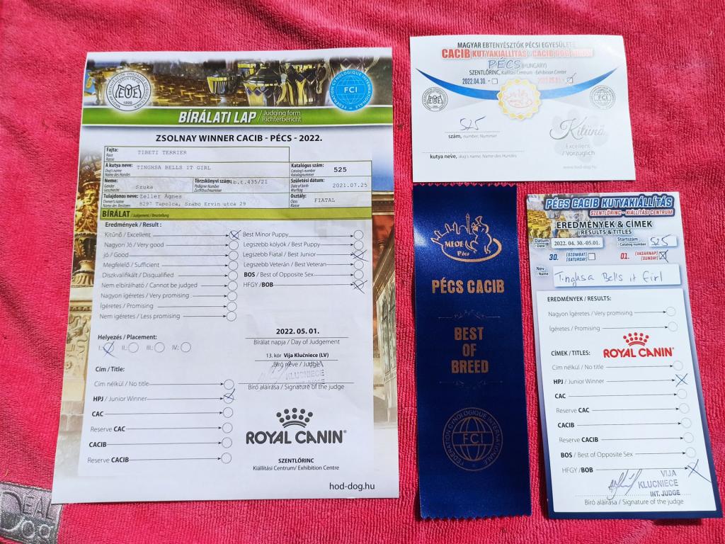 Tinghsa Bells It Girl 5