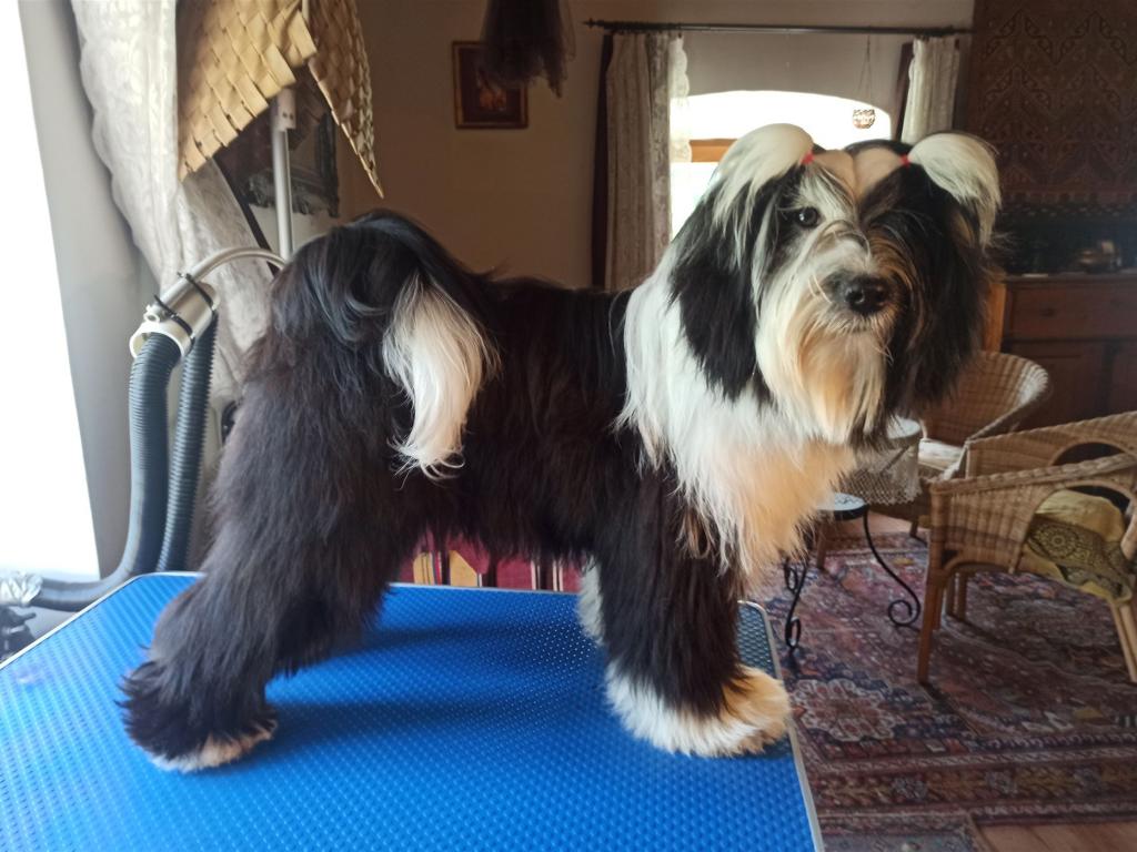 Tinghsa Bells It Girl 6