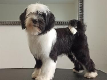 Tinghsa Bells It Girl