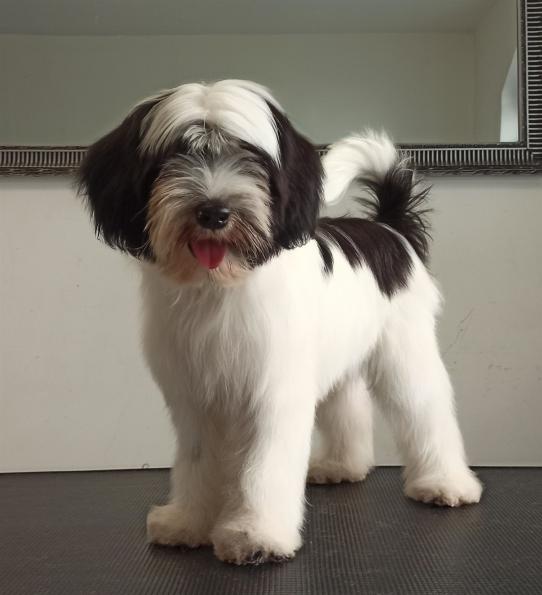 Tinghsa Bells Jolie Julie