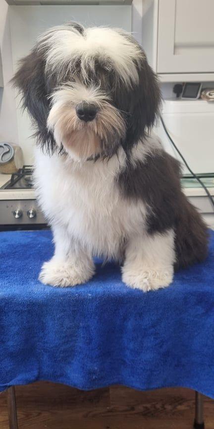 Tinghsa Bells Johnny B. Goode at Araki 01