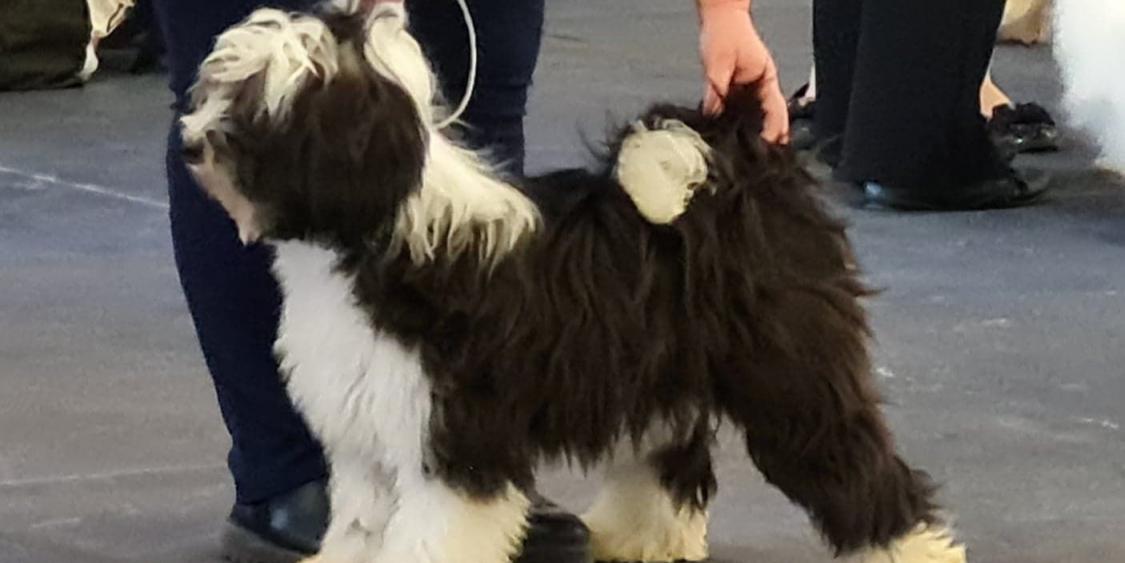 Tinghsa Bells Johnny B. Goode at Araki 06