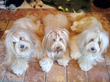 Tinghsa Bells Tibetan Terrier 0070