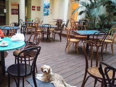 Tinghsa Bells Tibetan Terrier 0336