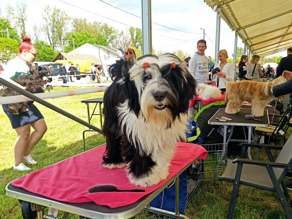 Tinghsa Bells It Girl 13