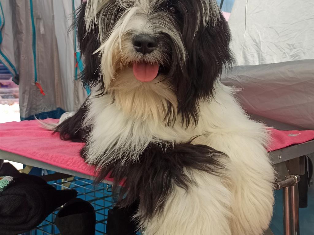 Tinghsa Bells It Girl 8