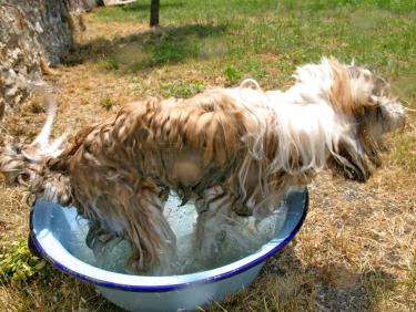 Tinghsa Bells Tibetan Terrier Pflege b