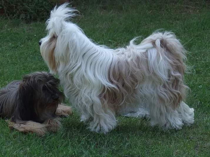 Tinghsa Bells Tibetan Terrier 0084