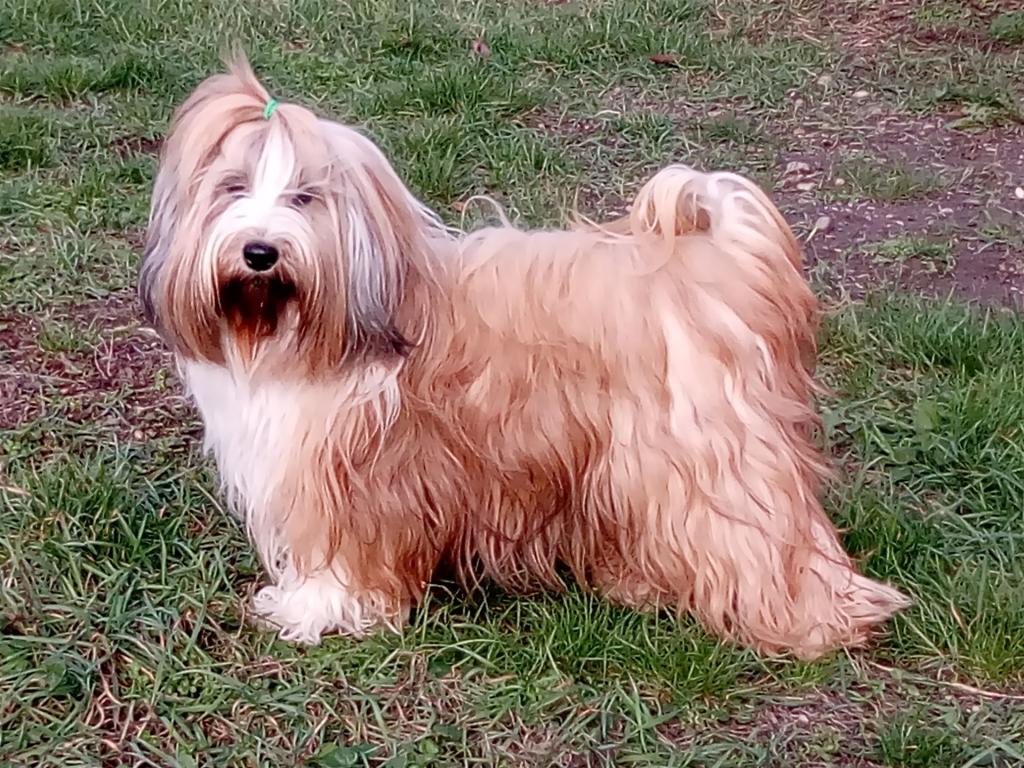 Tinghsa Bells Tibetan Terrier 0324