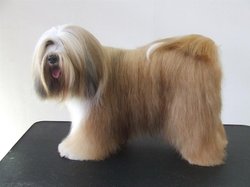 Tinghsa Bells Tibetan Terrier 0324