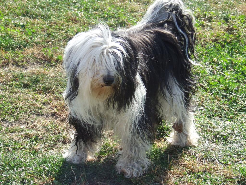 Tinghsa Bells Tibetan Terrier 0344