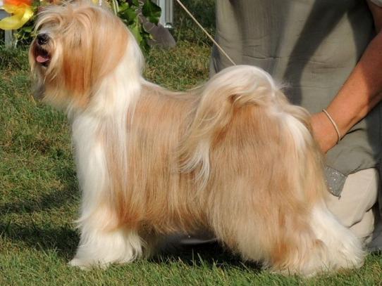 Tingsha Bells Chili con Cane