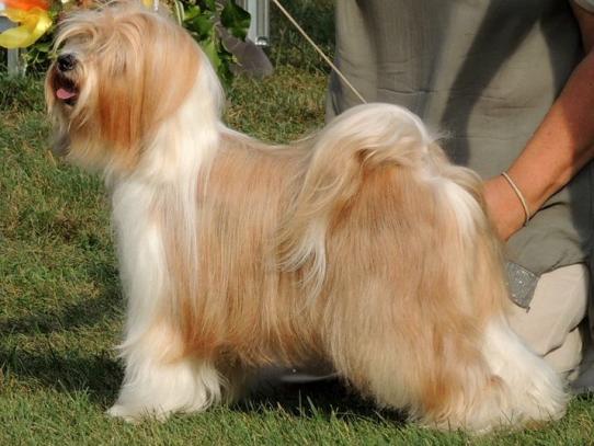 Tingsha Bells Chili con Cane4_3