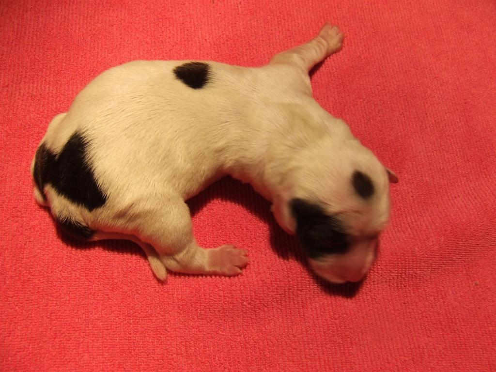 Tinghsa Bells Halle Lujsah Sissy1