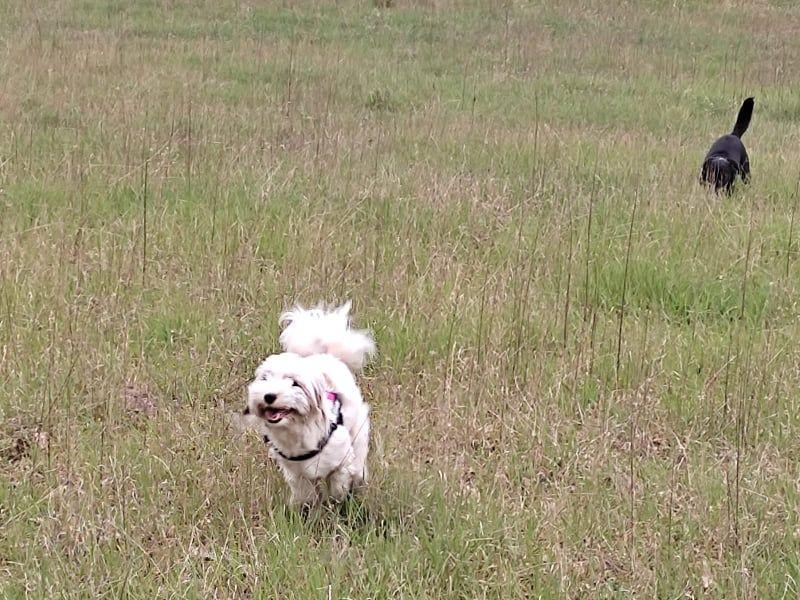 Tinghsa Bells Halle Lujsah Sissy2