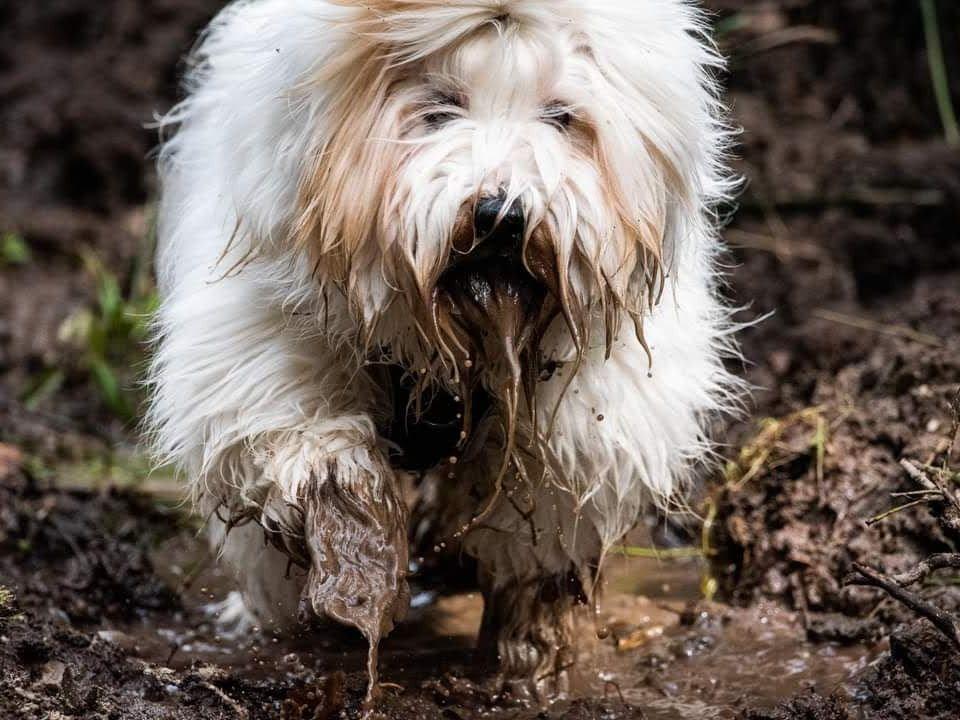 Tinghsa Bells Happy Hour Non Stop Monty2