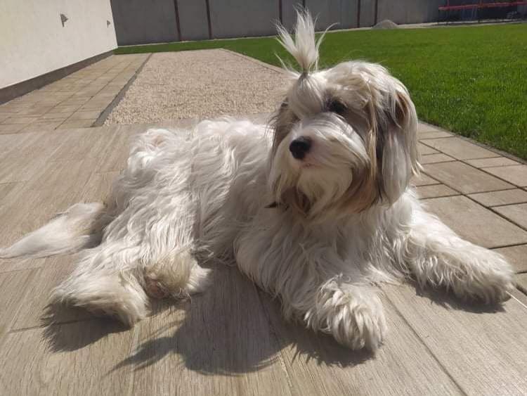 Tinghsa Bells Hello Dolly Mano2