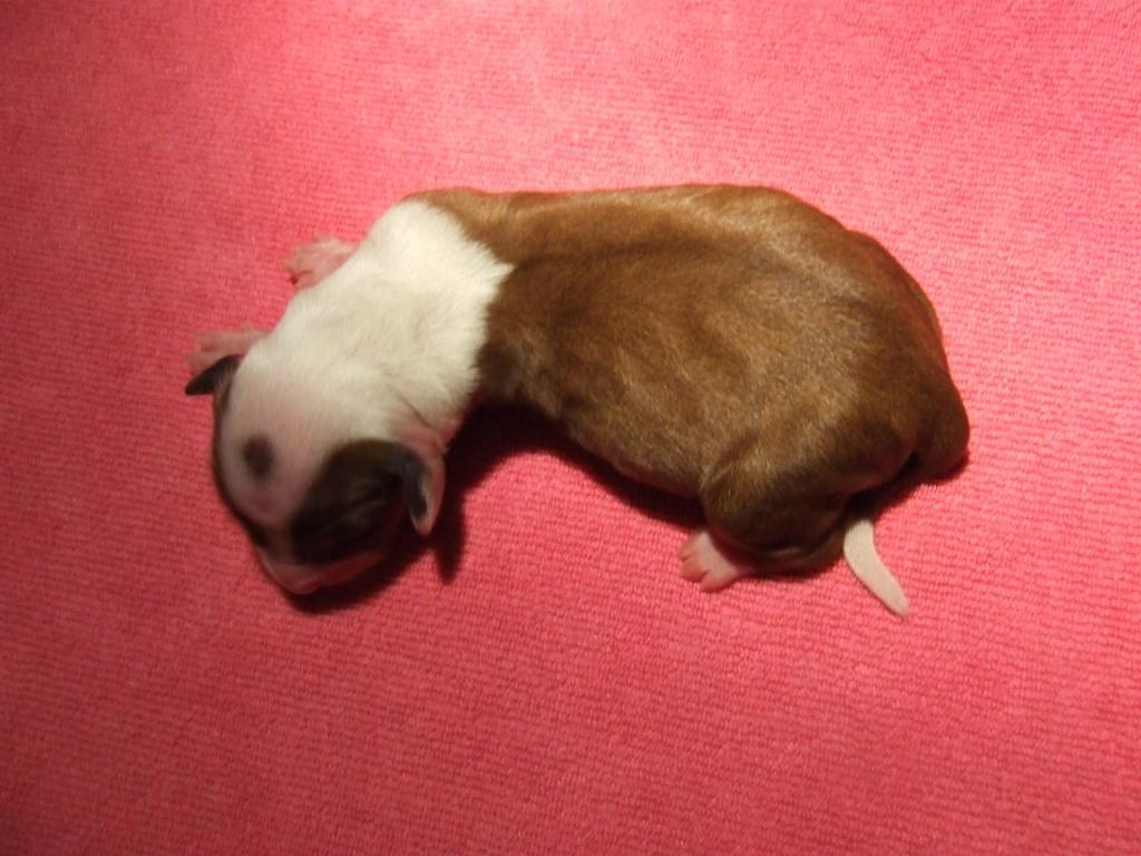 Tinghsa Bells Hima Laya1