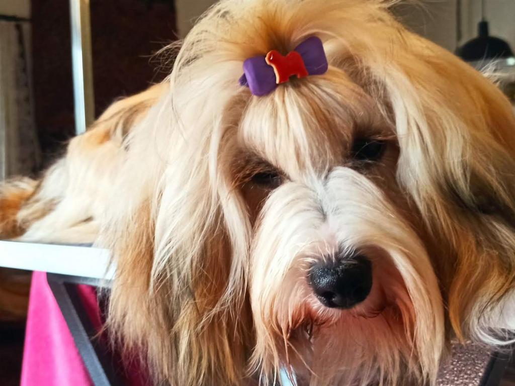 Tinghsa Bells Hima Laya2