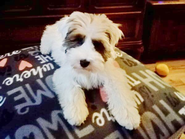 TB Halle Lujsah - Sissy 01