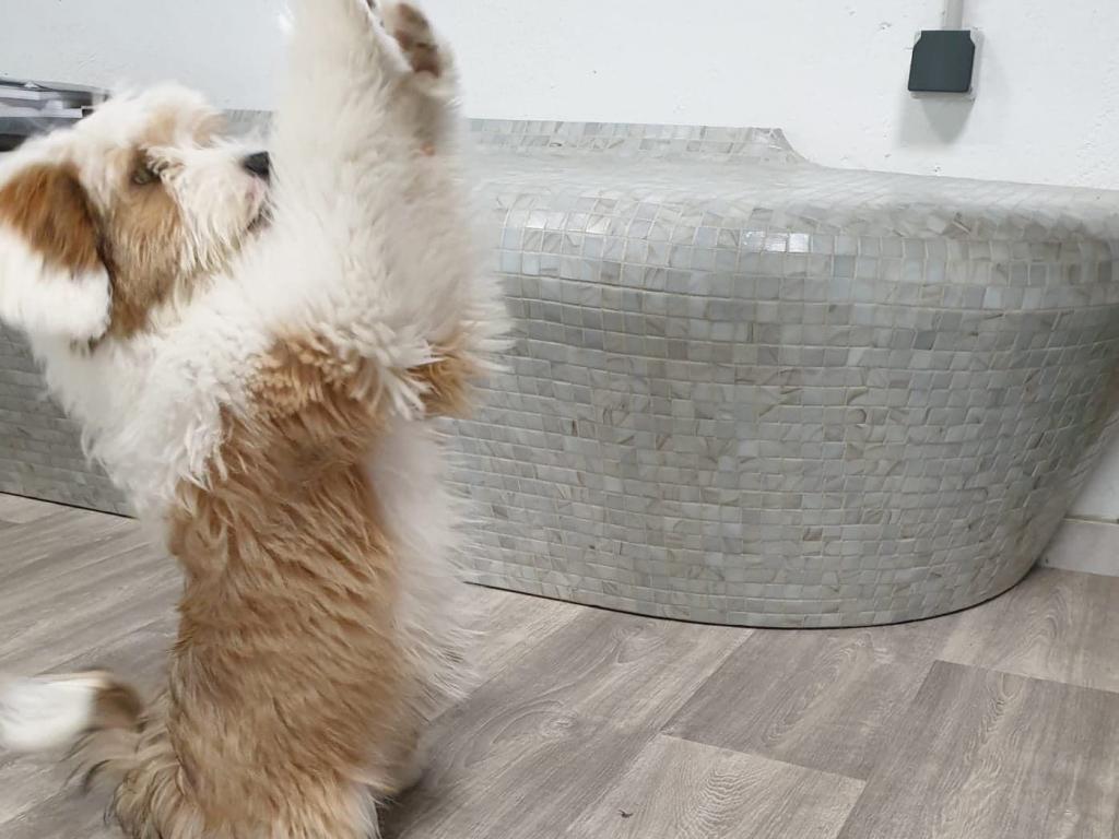 TB Hariti - Romie 03