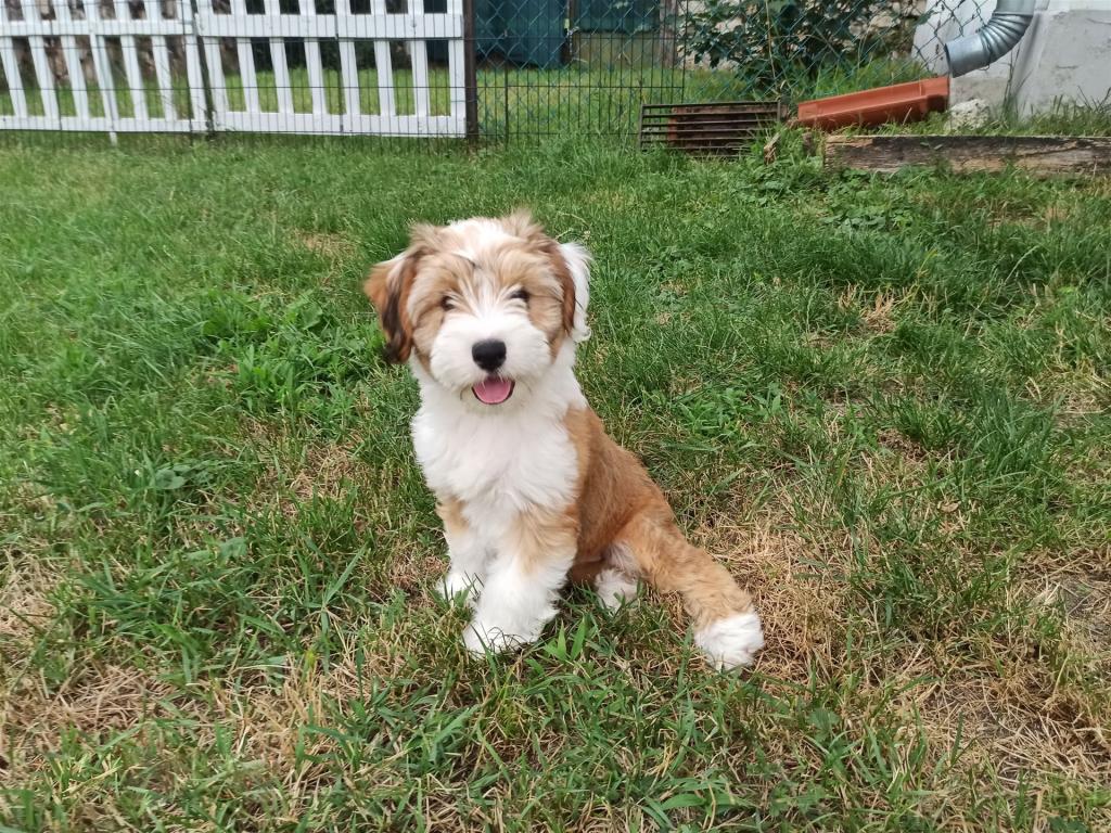 TB Tibetan Terrier 0119