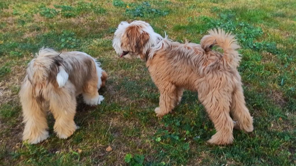 TB Humphrey Bogarka - Humusz 01