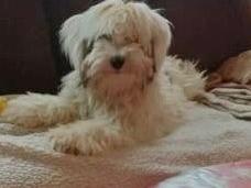 Tinghsa Bells Tibetan Terrier Sissy 3