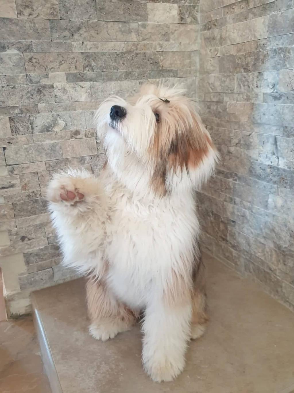 Tinghsa Bells Tibetan Terrier Romie 1