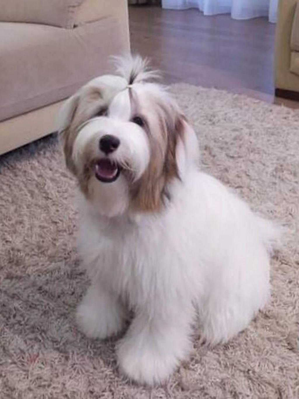 Tinghsa Bells Tibetan Terrier Mano 1