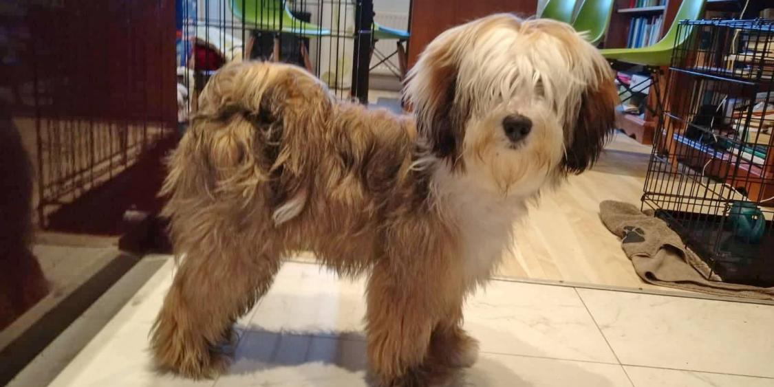 Tinghsa Bells Tibetan Terrier Gi-Gi 2