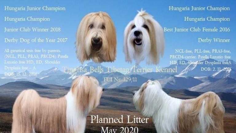 Tinghsa Bells Tibetan Terrier 0034