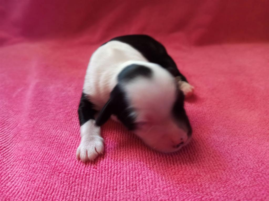 Tinghsa Bells I Litter Female 2