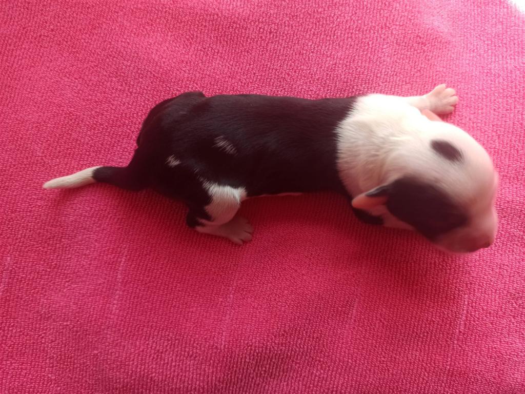 Tinghsa Bells I Litter Female 4