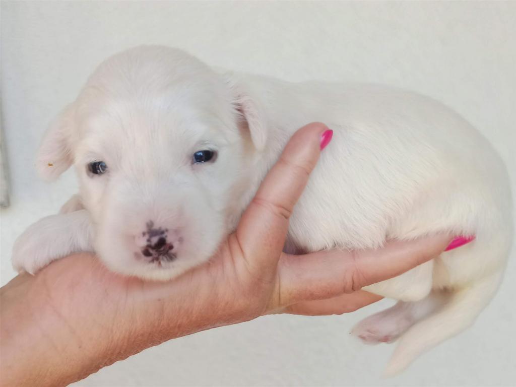 Tinghsa Bells J Litter 002