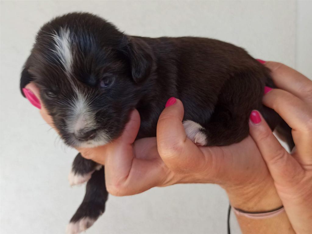 Tinghsa Bells J Litter 003