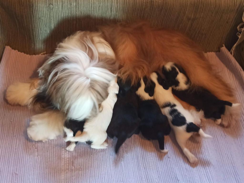 Tinghsa Bells J Litter 008