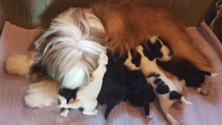 Tinghsa Bells J Litter 008