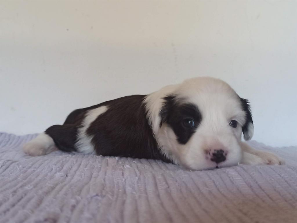 Tinghsa Bells J Litter 009